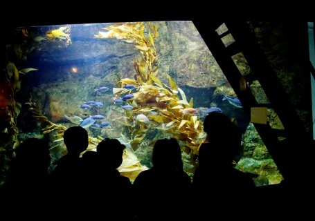 Children in an aquarium 